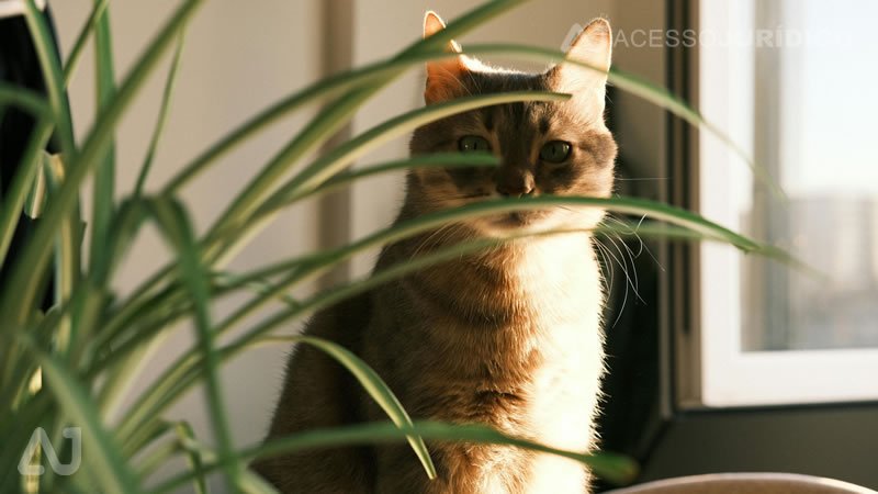 O que fazer se sua imagem for utilizada sem autorização - Direitos e Ações Legais